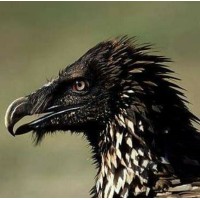 Pebble Vulture Services logo - Similar company to B Byrne Builders Limited