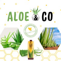 Aloe & Co 🪴 logo - Similar company to Targetart