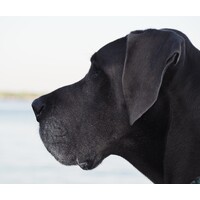 Synergy Veterinary Specialists logo - Similar company to Nice Veterinary Service