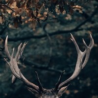 Wildcrafted logo - Similar company to Diaform