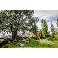 Cornwall Park Trust Board Inc