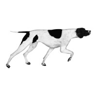 Directions research & marketing logo - Similar company to The Ripple Impact Ltd.