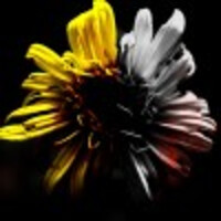 DeJong Ward Gallery logo - Similar company to Katstar