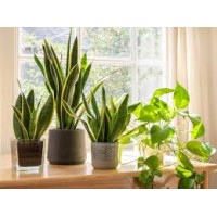 PT Hasfarm International logo - Similar company to Putra Jasa International Patent