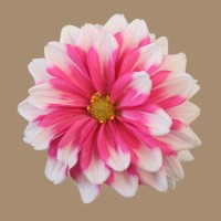 Heelal BV logo - Similar company to Ncare