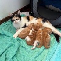Large Hope Cat Foster