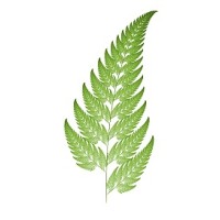 Fern Ict Limited