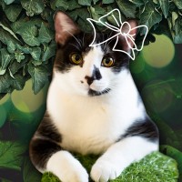 Lady Dinah's Cat Emporium logo - Similar company to So Patate