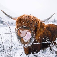 Glen Nevis Holidays logo - Similar company to Caolas – Community Association For Lochs And Sounds