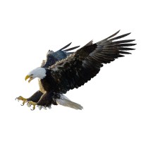 The Old Eagles logo - Similar company to Talking Bitcoin