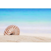 Nautilus Resort Rarotonga logo - Similar company to Cook Islands Tourism Corporation