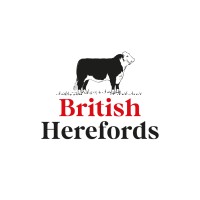 British Herefords logo - Similar company to British Herald
