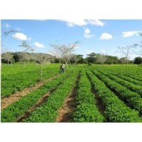 Evergreen Agri logo - Similar company to Onesh Agri Pvt Ltd