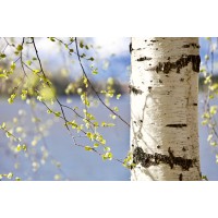 Birchwater Consulting LLC