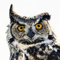 Random Owls Inc. logo - Similar company to Studio\Blu Idaho