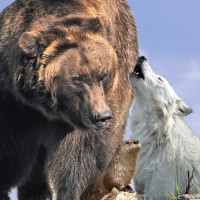 Grizzly & Wolf Discovery Center logo - Similar company to Disaboom.Com