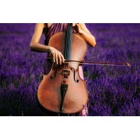 Insanity Strings logo - Similar company to Amie True Musicians