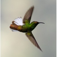 Colibri Cytometry logo - Similar company to Explore Cytometry