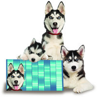 Dna Art Gallery Llc