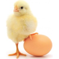 International Journal of Poultry Science logo - Similar company to Fit Generation - Healthy Living