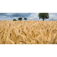 High-Yield Crop Solutions logo - Similar company to Agri-Tek