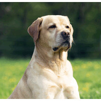 Elwood's Organic Dog Meat logo - Similar company to Wild Angels Feral Cat Program Inc