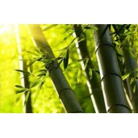 The Bamboo Move logo - Similar company to Indihopshop
