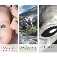 The Gray Guardians Series