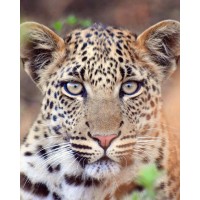 Mathieu Leca Photography logo - Similar company to Leca Consulting