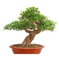 Bonsai trees are us logo - Similar company to Bonsai