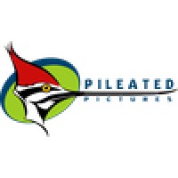 Pileated Pictures