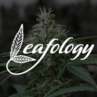 Leafology logo - Similar company to Bold Team