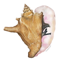 Queen Conch Lab | FAU Harbor Branch Oceanographic Institute logo - Similar company to Genuswave