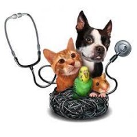 Jiyo Pet Insurance logo - Similar company to Acts (Animal Care Training Services)