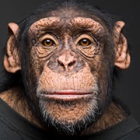 WISE APE