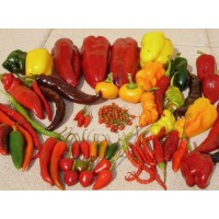 Pimiento logo - Similar company to Hortifuturo @Horti Synergy