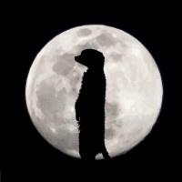 Mongoose Media logo - Similar company to Mongoose Media