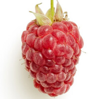 Fresh & Frozen Limited logo - Similar company to Pivotal Foods Ltd