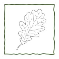 Major Oak
