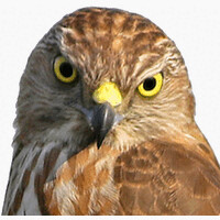 Infosperber sieht, was andere übersehen logo - Similar company to Axate