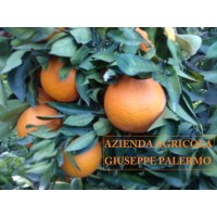 Azienda Agricola Palermo logo - Similar company to Bernard Chiron