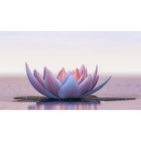 LE JARDIN DU LOTUS logo - Similar company to La Trattoria