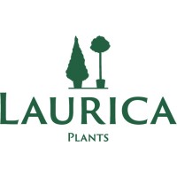 Laurica - Plants