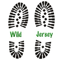 WILD Jersey