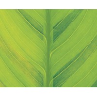 Vert Ambiental logo - Similar company to Flex Ambiental