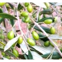 Six Olives Limited logo - Similar company to Service Sphere