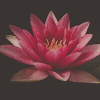 Rhythmic Yoga Studio logo - Similar company to Leeway Yoga