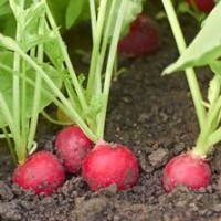 Red Radish Recruiting logo - Similar company to Structural Recruiting, Llc
