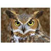 AllEars logo - Similar company to All Ears