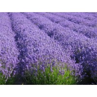 Lavender oil from Bulgaria logo - Similar company to Engineering Spr Ltd